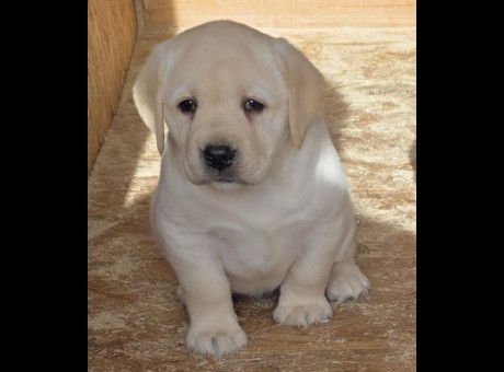 1 labradorsm1225.jpg